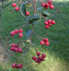 Кизильник розовый (лат. Cotoneaster roseus Edgew.), семена