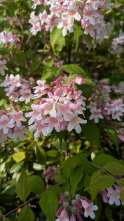 Кольквиция прелестная (лат. Kolkwitzia amabilis), семена