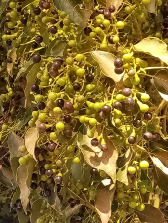 Лавр камфорный, или коричник, или Камфорное дерево (лат. Cinnamomum camphora), саженец, 1 шт