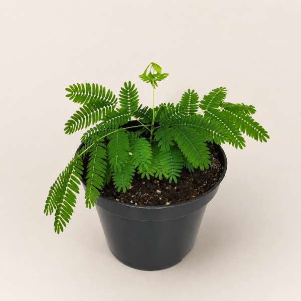 Ленкоранская акация розовая, или Альбиция ленкоранская (лат. Albizia julibrissin), саженец, 1 шт