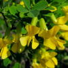 Карагана древовидная или акация желтая (лат. Caragana arborescens), семена