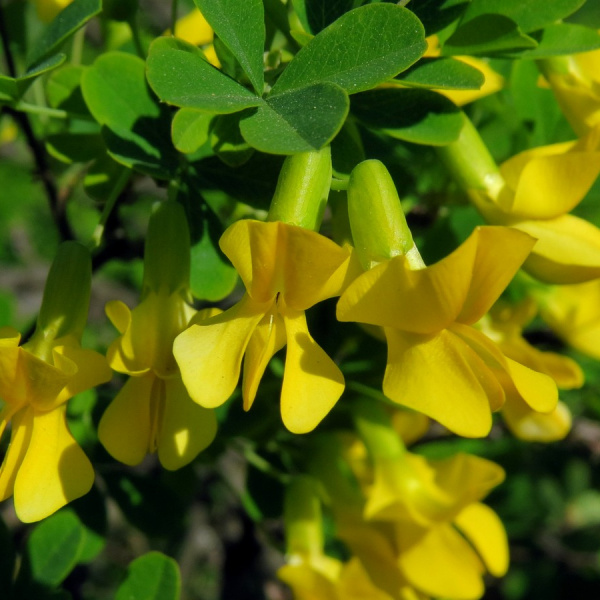 Карагана древовидная или акация желтая (лат. Caragana arborescens), семена