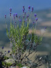 Лаванда узколистная (Lavandula angustifolia), 200 шт