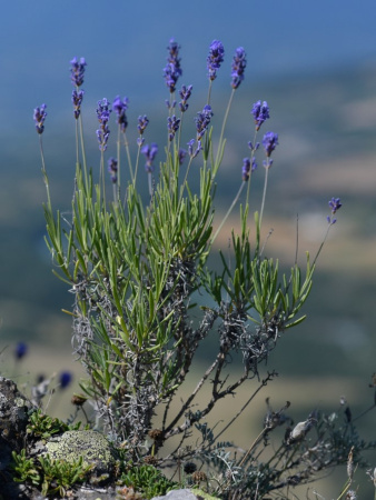 Лаванда узколистная (Lavandula angustifolia), 200 шт