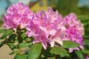 Рододендрон Шлиппенбаха ф.розовая (Rhododendron schlippenbachii f.rosea), семена 0,05 грамм