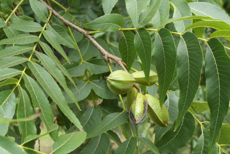 Кария пекан, или Пекан обыкновенный (лат. Carya illinoinensis) 10 шт, семена