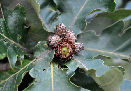 Дуб зубчатый (лат. Quercus dentata) 10 шт, семена
