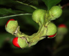 Магнолия кобус (лат. Magnolia kobus), семена
