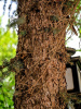 Ель Мейера (лат. Picea meyeri), семена