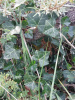 Плющ обыкновенный вар. Крымский (лат. Hedera helix var.taurika), семена