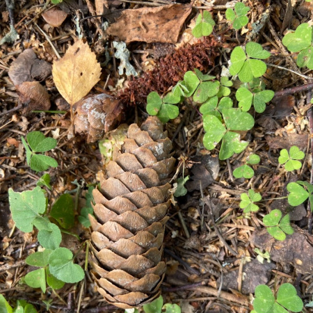 Ель обыкновенная, или Ель европейская (лат. Picea abies), семена 