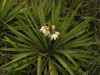 Юкка славная (лат. Yucca gloriosa), семена 0,2 грамма