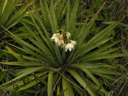 Юкка славная (лат. Yucca gloriosa), семена 0,2 грамма