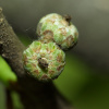 Дуб изменчивый (лат. Quercus variabilis) 10 шт, семена