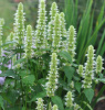 Лофант тибецкий белоцветковый, или Многоколосник морщинистый (лат. Agastache rugosa), семена