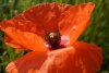 Мак самосейка (лат. Papaver rhoeas), 1000 шт