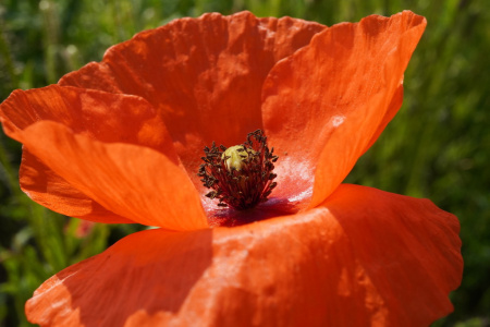 Мак самосейка (лат. Papaver rhoeas), 1000 шт