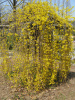 Форзиция свисающая (лат. Forsythia suspensa), семена