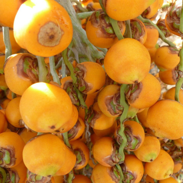 Пальма Бутия головчатая, Бутия Капитата, или Буция (лат. Butia capitata), семена