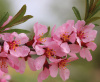 Миндаль сладкий "Десертный" (лат. Prunus dulcis "Десертный"), семена