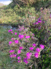 Рододендрон мелколистный (лат. Rhododendron parvifolium), семена 0,02 грамма