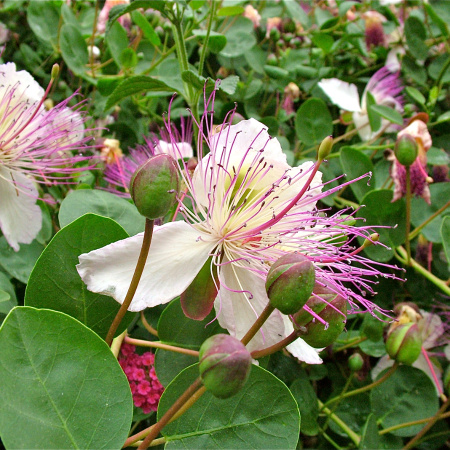 Каперсы колючие (лат. Capparis spinosa), семена 