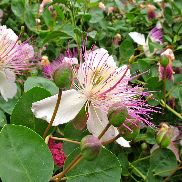 Каперсы колючие (лат. Capparis spinosa), семена 