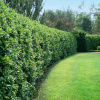 Бирючина японская (лат. Ligustrum japonicum), семена
