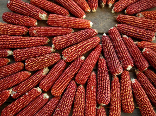 Кукуруза красная сладкая  (лат. Zea mays saccharata), 10 штук семена 