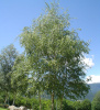 Береза повислая (лат. Betula pendula), семена