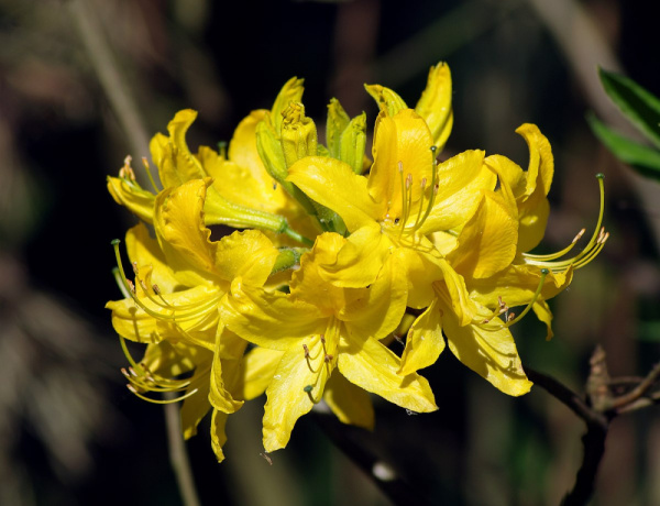 Рододендрон жёлтый (лат. Rhododendron luteum), семена 0,2 грамма