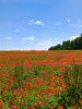 Мак самосейка (лат. Papaver rhoeas), 1000 шт