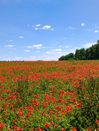Мак самосейка (лат. Papaver rhoeas), 1000 шт