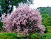 Миндаль сладкий "Десертный" (лат. Prunus dulcis "Десертный"), семена