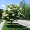 Сирень амурская (лат. Syringa amurensis), семена