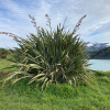 Новозеландский лён, или Формиум прочный (лат. Phormium tenax), семена