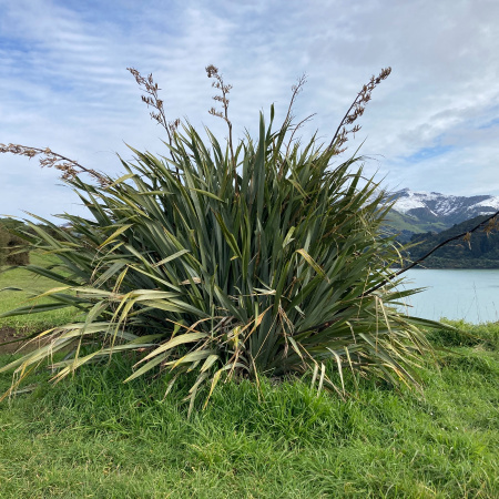 Новозеландский лён, или Формиум прочный (лат. Phormium tenax), семена