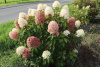 Гортензия метельчатая Бобо (лат. Hydrangea paniculata 'Bobo') С3, саженец