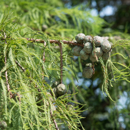 Таксодиум двурядный, или болотный кипарис обыкновенный (лат. Taxodium distichum), семена
