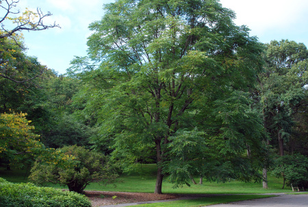 Бундук канадский (лат. Gymnocladus dioicus), семена