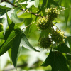 Ликвидамбар смолоносный, или амбровое дерево (лат. Liquidambar styraciflua), семена 0,2 грамма