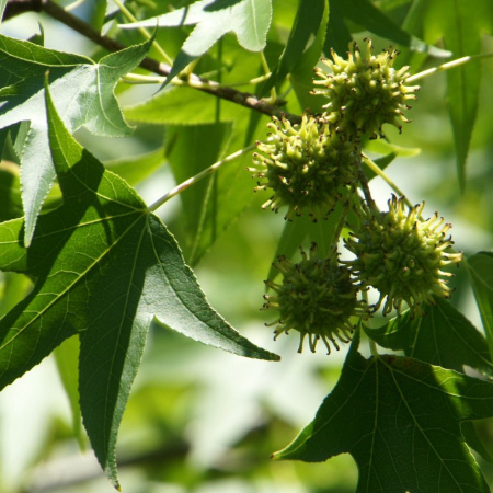 Ликвидамбар смолоносный, или амбровое дерево (лат. Liquidambar styraciflua), семена 0,2 грамма