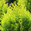 Туя восточная Ауреа Нана (лат. Platycladus orientalis 'Aurea Nana')