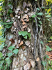 Плющ колхидский (лат. Hedera colchica), семена