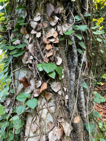 Плющ колхидский (лат. Hedera colchica), семена