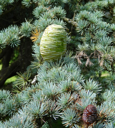Кедр атласский (лат. Cedrus atlantica), семена
