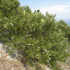 Мирт обыкновенный (лат. Myrtus communis) в ягодах, семена 