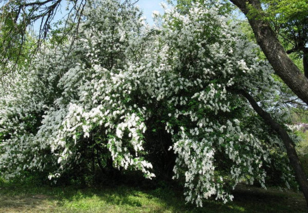 Экзохорда, или струноплодник "Жемчужное дерево" (лат. Exochorda), семена