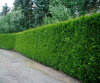 Туя западная Брабант (лат. Thuja occidentalis 'Brabant'), семена