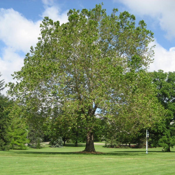 Платан западный или Сикомор, Явор (лат. Platanus occidentalis), семена 